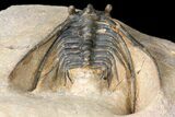 Kettneraspis Trilobite (Long Occipital Horn) - Lghaft, Morocco #125136-6